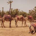 صاحبة عبارة “بعض الرجال الذين يعملون في مجال السياسة يتصرفون كالحيوانات” التي