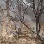 فيديوهات من بكاسين لأماكن نجح الدفاع المدني في السيطرة على الحريق فيها