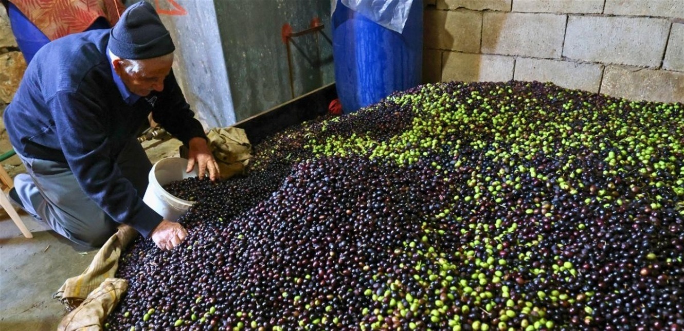 “زيتون لبنان” يتحدى إسرائيل.. قطافٌ حدوديّ بوجهِ التهديد!