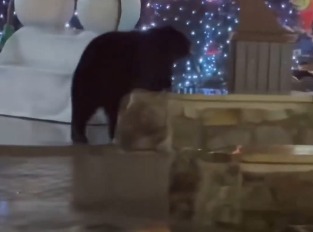 بالفيديو- دُب يقتحم أجواء الميلاد… ويتجول بين المتسوقين!