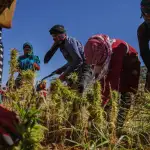 مزارعو الحشيشة خابت آمالهم: مصادرةٌ وإتلافٌ لموسم 2025