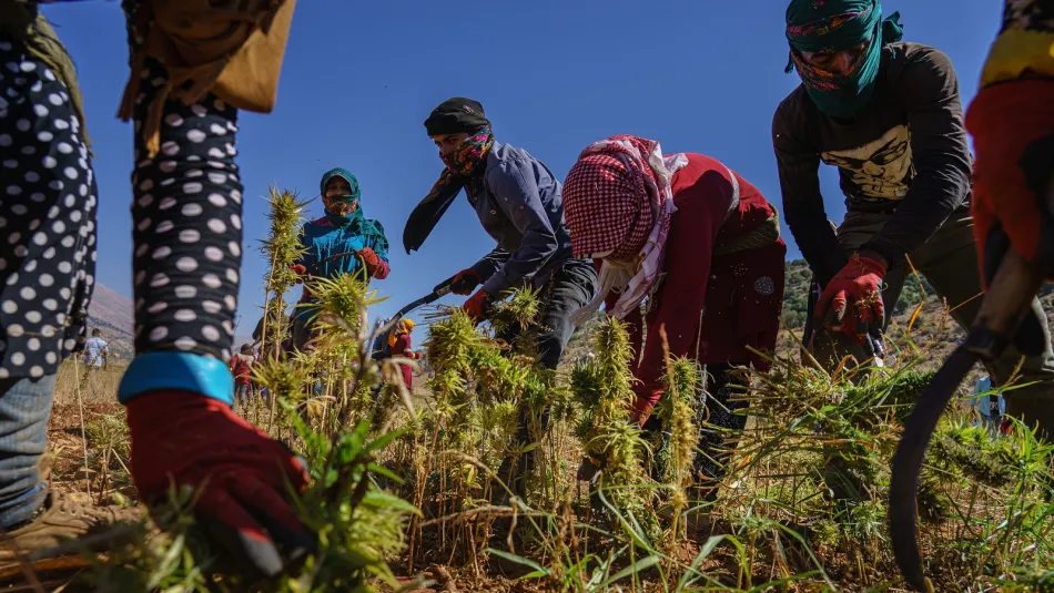 مزارعو الحشيشة خابت آمالهم: مصادرةٌ وإتلافٌ لموسم 2025