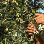 لقاء الهيئات الزراعية: لمكافحة تهريب زيت الزيتون