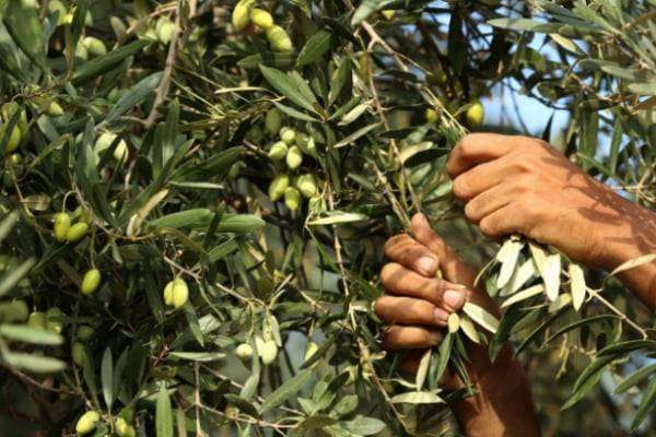 لقاء الهيئات الزراعية: لمكافحة تهريب زيت الزيتون