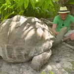 رحيل غراما.. سلحفاة عاشت 141 عامًا وشهدت 20 رئيسًا في أميركا