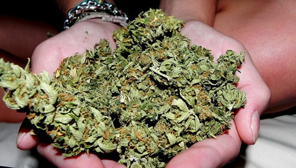 ضبط 105 كلغ ماريغوانا وتوقيف المروّج في الفنار والبيرة