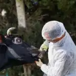 لبنان يواجه تفشّي “الحمّى القلاعية”… خلية أزمة وتحركات ميدانية