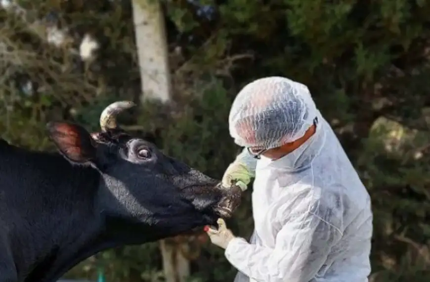 لبنان يواجه تفشّي “الحمّى القلاعية”… خلية أزمة وتحركات&hellip;