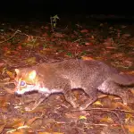 أوّل تحذير عالمي كبير منذ كورونا.. فيروس جديد ينتشر وهذه خطورته