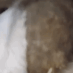 فرصة اميركية جديدة للبنان… و تحضيرات لزيارات فرنسا لاستكمال اقرار قانون الفجوة