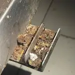 بالصور- كيك بالحشرات، وبيان لبلديّة حارة حريك