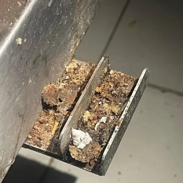 بالصور- كيك بالحشرات، وبيان لبلديّة حارة حريك