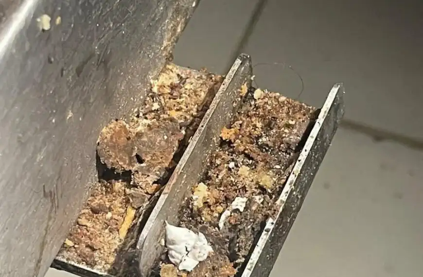 بالصور- كيك بالحشرات، وبيان لبلديّة حارة حريك