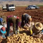 حملة دعم البطاطا في لبنان وزير الزراعة : انفراج خليجيًا