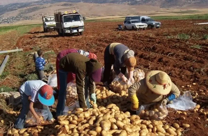 حملة دعم البطاطا في لبنان وزير الزراعة :…