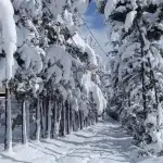 بالفيديو- ثلوج كثيفة تغطّي جرد مربين في الضنية