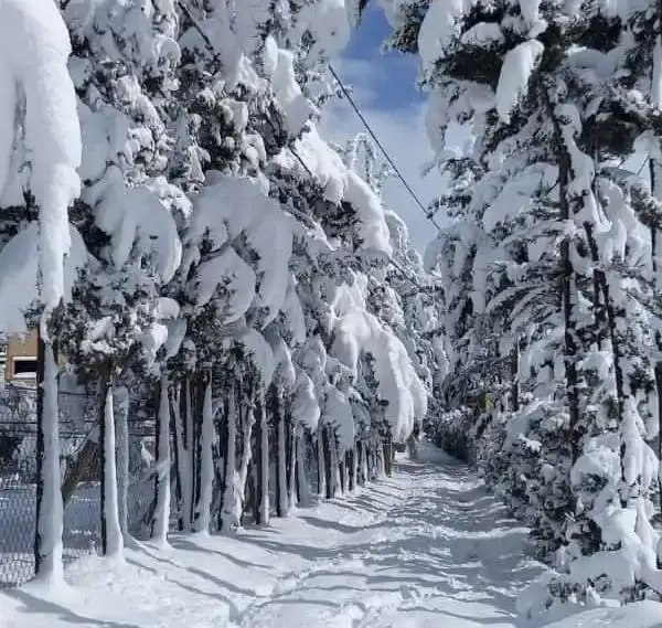 بالفيديو- ثلوج كثيفة تغطّي جرد مربين في الضنية
