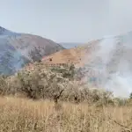 حريق كبير يلتهم كروم زيتون بين باريش ومعروب