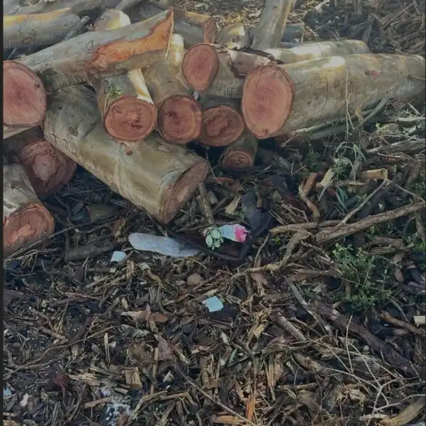 مخزن من نوع آخر في الجنوب… وقوى الأمن…