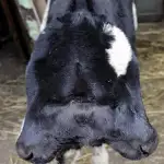 تحليقٌ اسرائيلي فوق حارة صيدا!