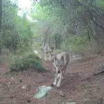 عملية دهم في بعلبك