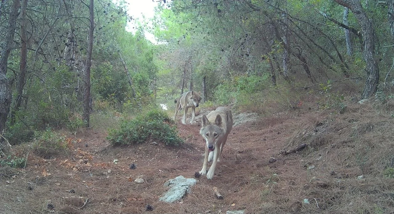 بالصور – حدث بيئي نادر في عكّار: رصد ذئاب رمادية في وادي عودين