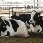 جابر وقّع مرسوم منح المتقاعدين المدنيين