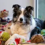 بالفيديو- حركة مرور خانقة على طريق كفرذبيان- فاريّا بالاتجاهين